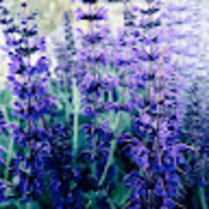 Meet your Posher, Ellen